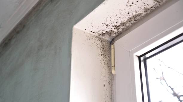 Best Basement Mold Removal  in Half Moon, NC