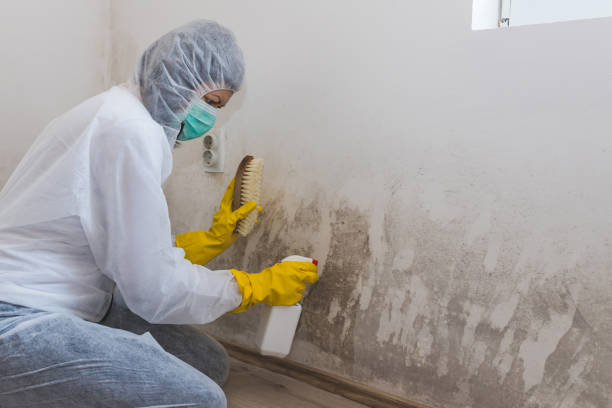 Best Attic Mold Removal  in Half Moon, NC